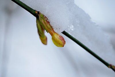 Jasminum nudiflorum - jasmín nahokvětý - detail poupěte